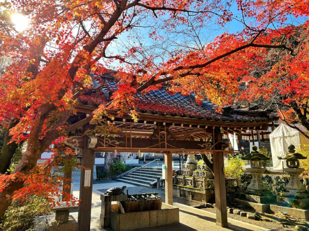The vibrant fall foliage in Matsunoo Taisha