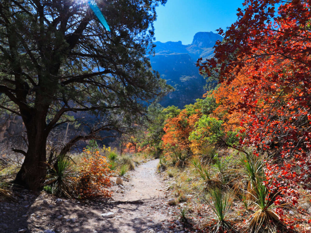 View of the Guadalupe Mountain trail during the autumn season