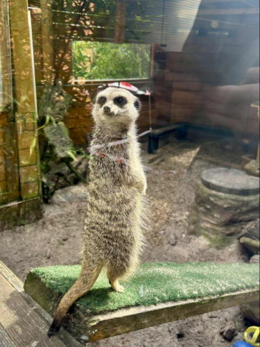 View of a meerkat at the Eagle Heights Wildlife Park