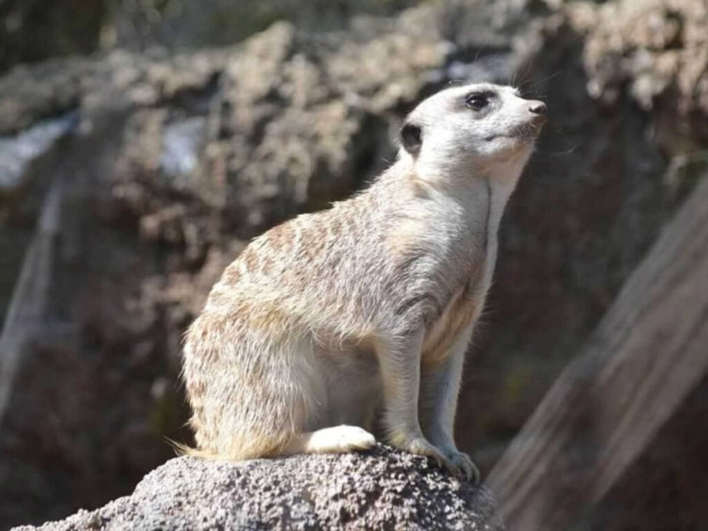 Closeup look of a meerkat on a rock