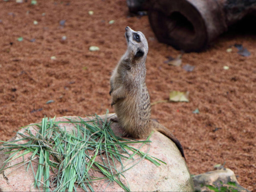 Closeup look of the meerkat at the Perth Zoo