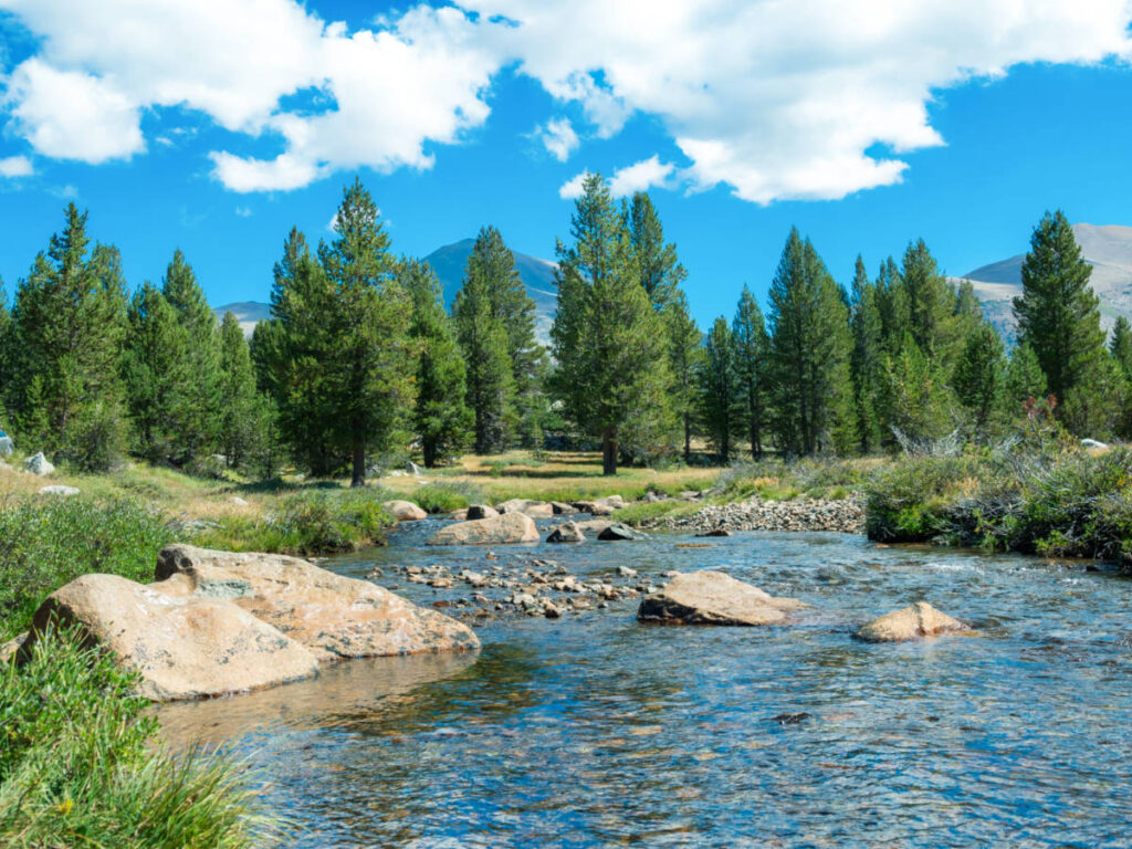 View of the lush pine trees and meadow around the Merced River on a sunny day