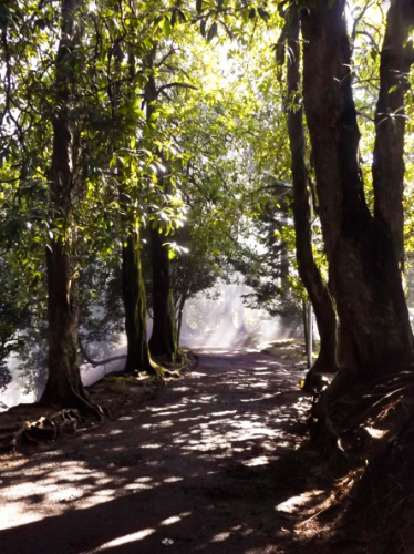 View of the misty trail in Green Cape