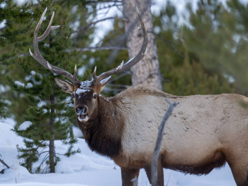 Closeup look of the rocky mountain elk