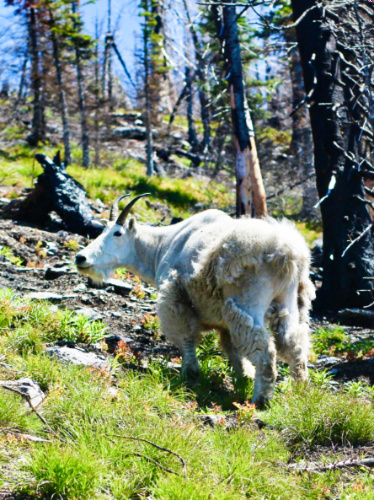 Closeup look of the mountain goat in the woods