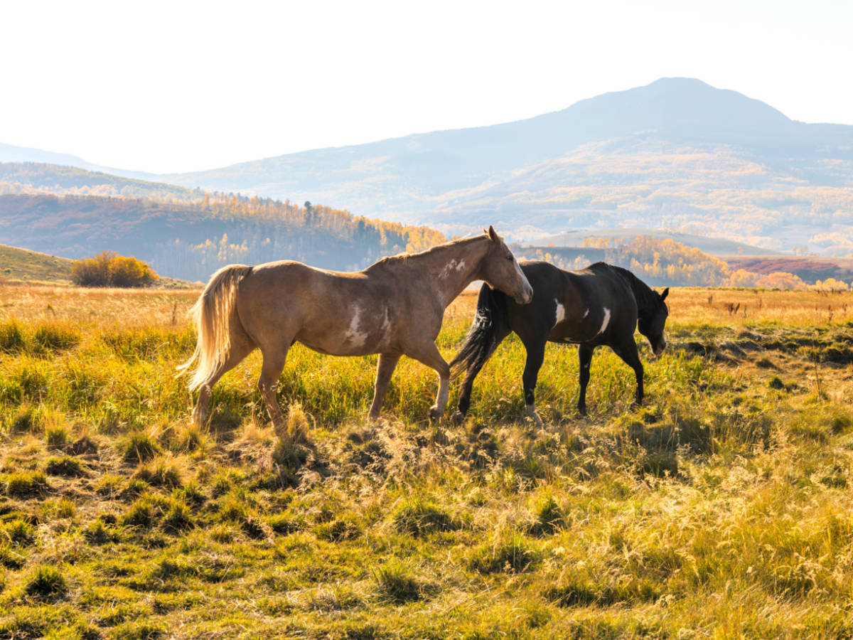 Two mountain horses playing at the meadow