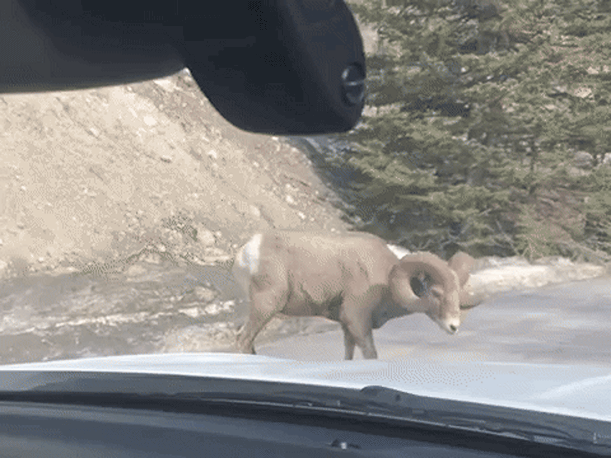 A mountain ram walking around the car in Banff