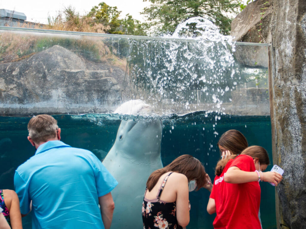 People looking at a beluga in Mystic Aquarium