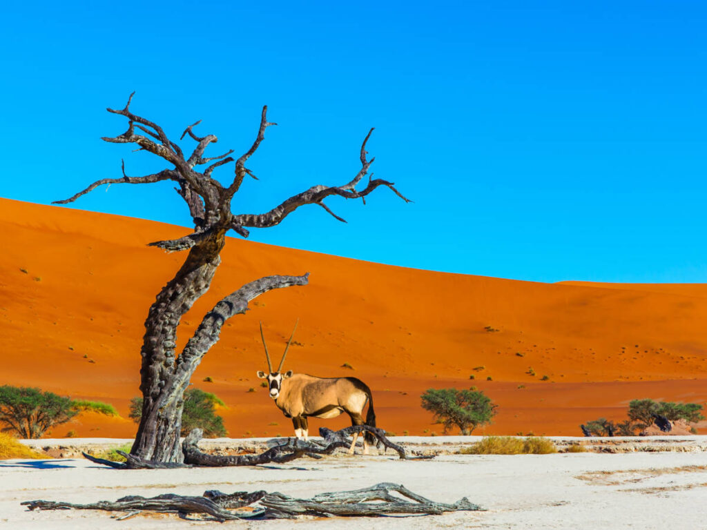 Clear blue sky over the Namib-Naukluft desert
