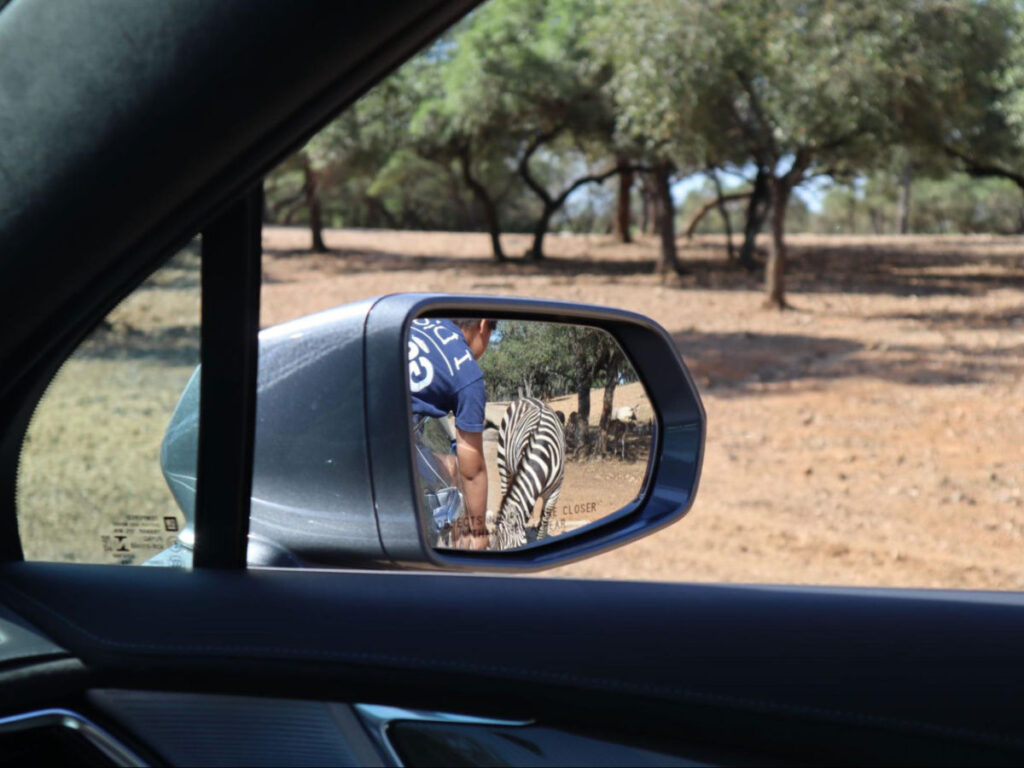 A zebra seen from the car mirror at Natural Bridge Wildlife Ranch