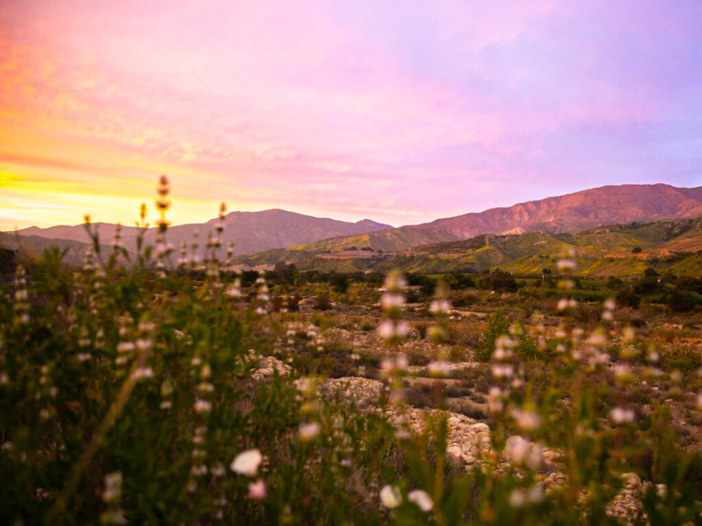 View of serene nature reserve with lush meadows, trees at Ojai Meadows Preserve