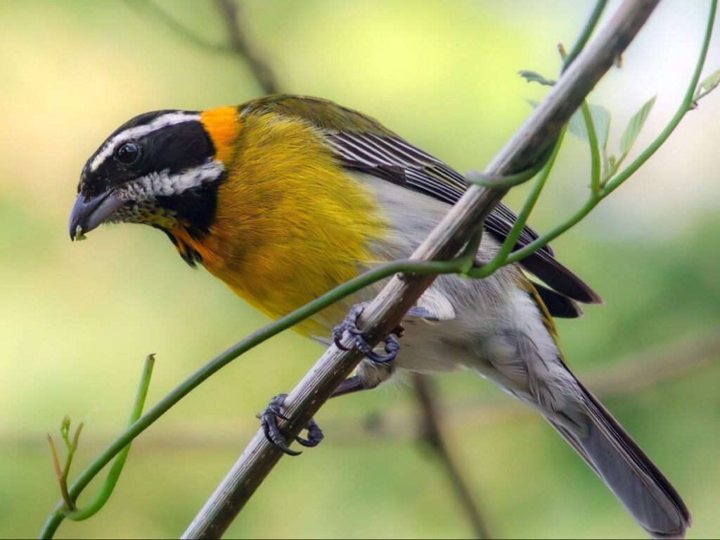 Closeup look of a bird in Old San Juan