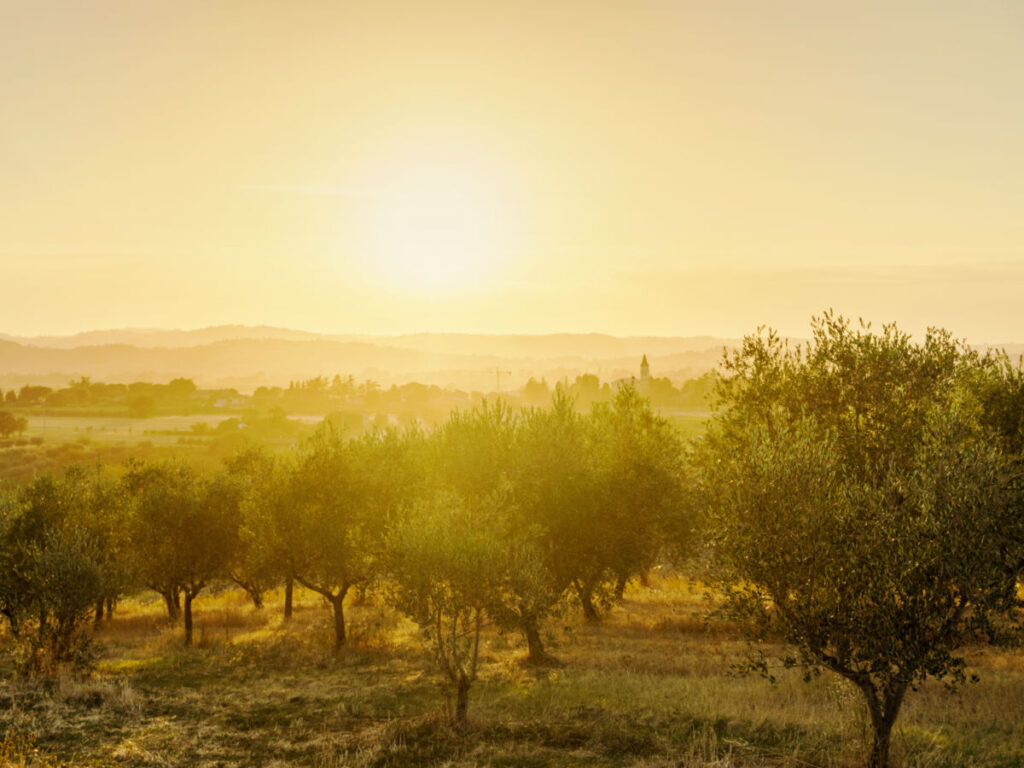 Sunset views over the olive trees field