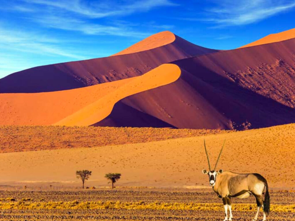 Antelope standing in desert landscape with Namibian sand dunes