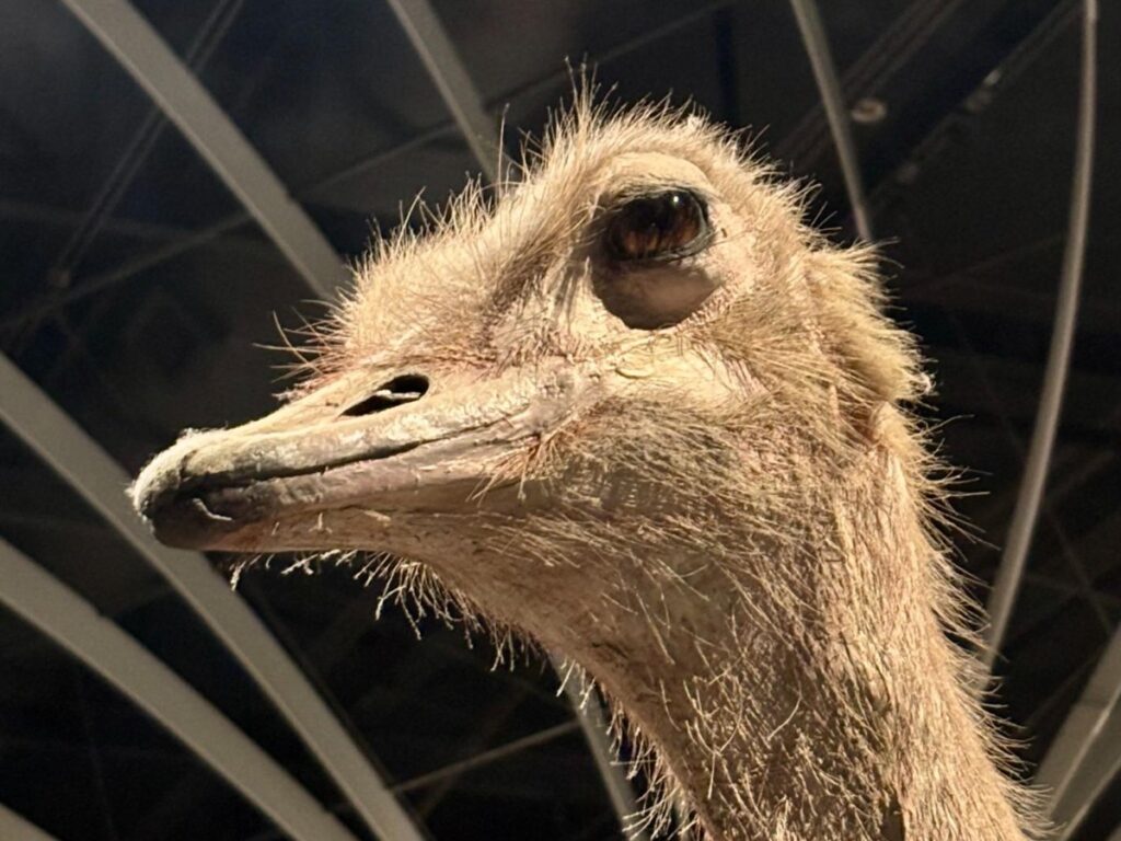 An Ostrich statue at Natural History Museum