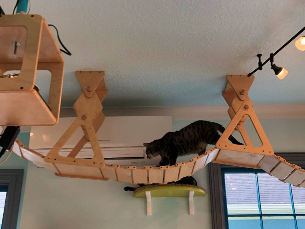 The cats playing around the overhead cat bridge at El Gato Coffeehouse Cat Cafe