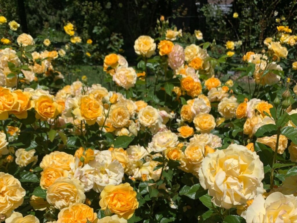 View of Yellow roses in bloom at Owen Rose Garden