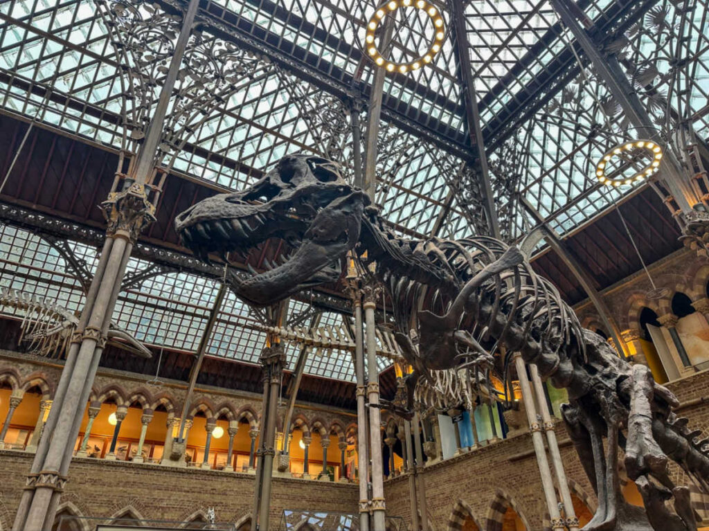 View of the skeletal display in the Oxford University Museum of Natural History