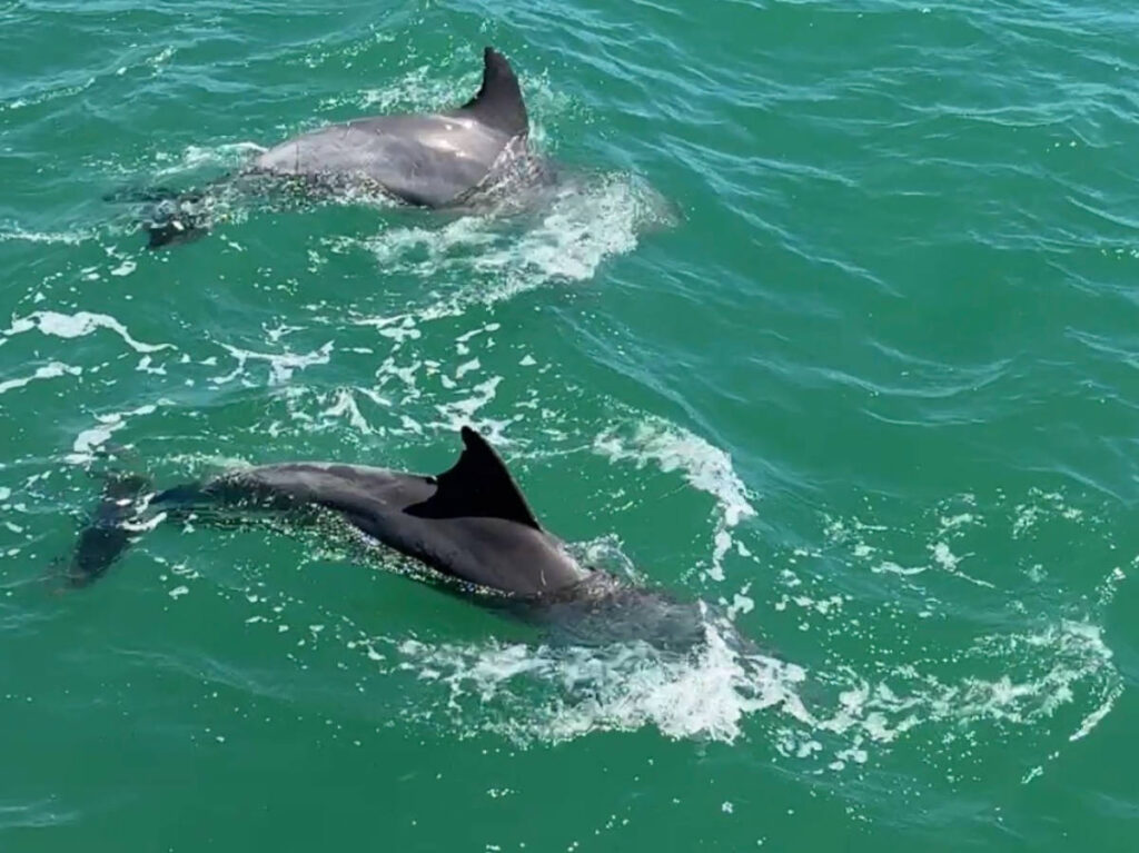 The bottle-nose dolphins swimming around