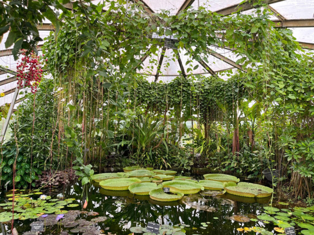 View inside a greenhouse at the Park Tete d’Or