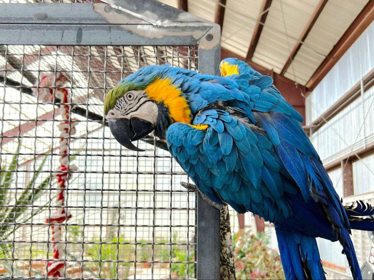 Closeup look of the parrot in the Charlotte Hot Springs Botanical Garden
