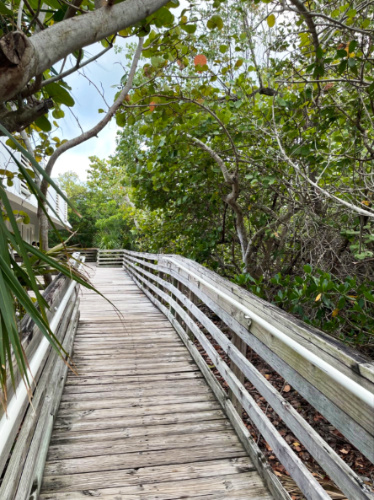 View of the pathway surrounded by a mangrove forest