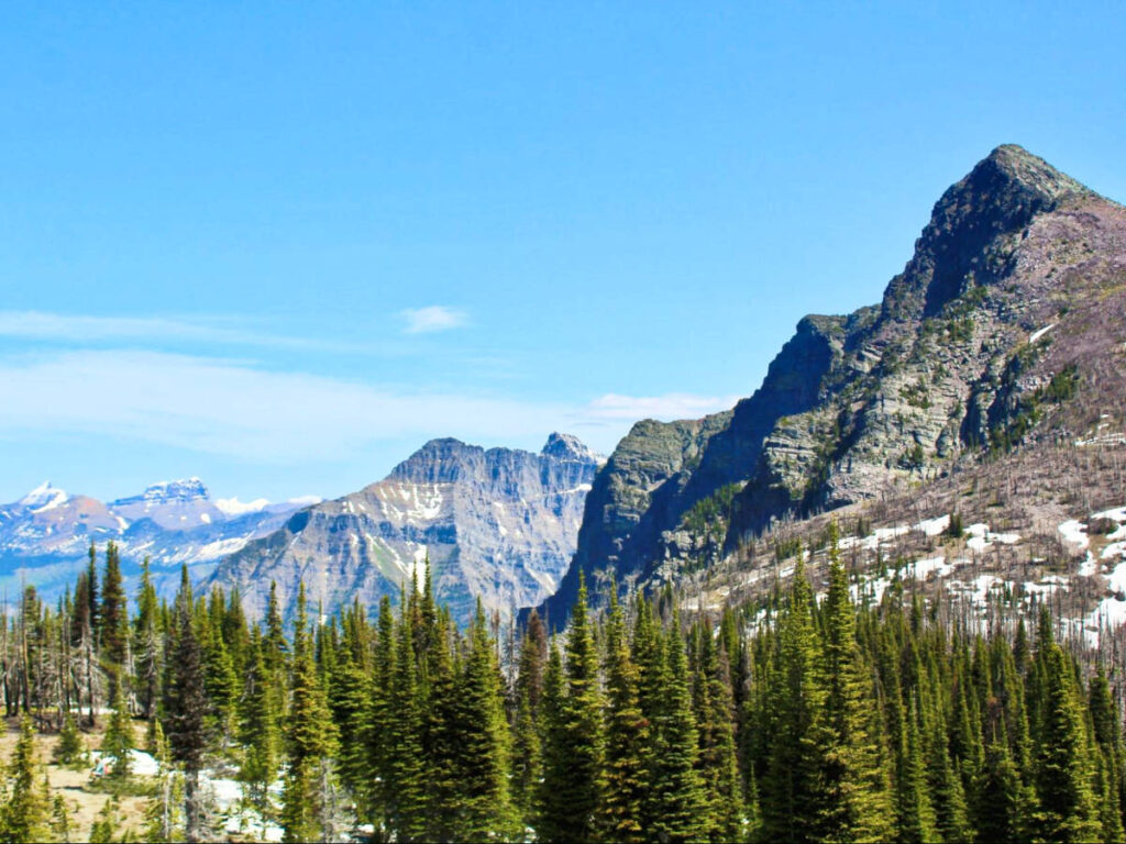 Majestic views of the peaks and pine trees at Glacier National Park
