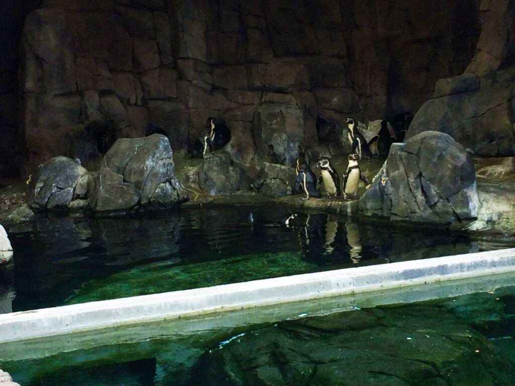 View of the penguins near the water at the Kansas City Zoo