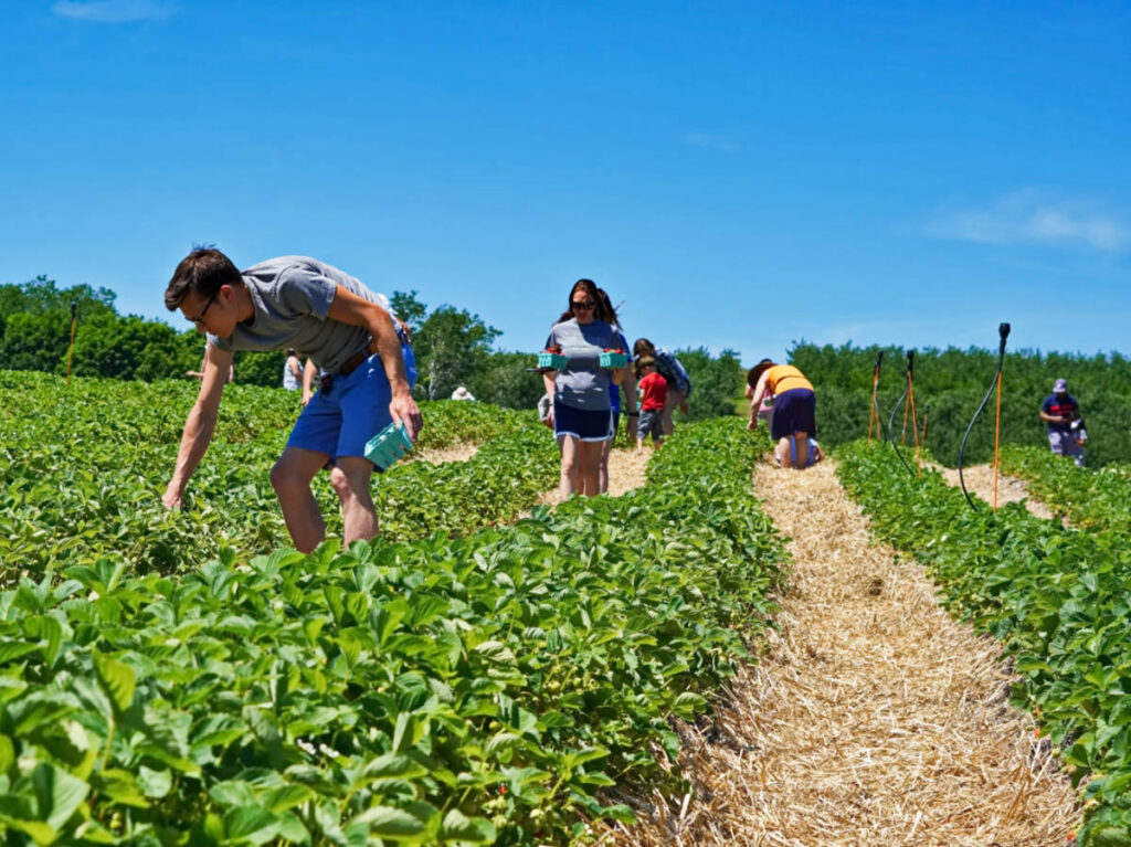 View of the people strawberry picking at the Lyman Orchards on a sunny day