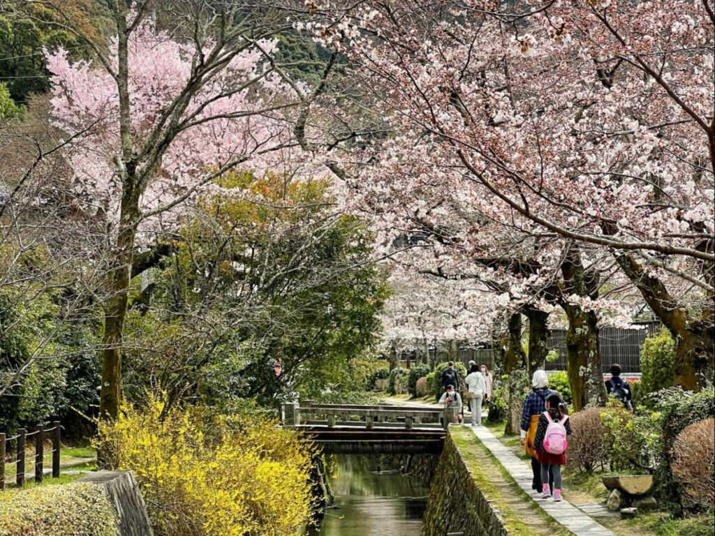 People strolling along the Philosopher’s Path with blooming cherry blossoms around