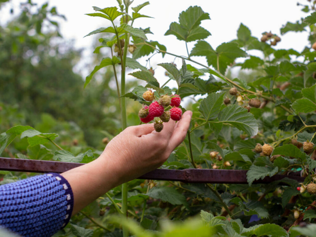 A person picking raspberries
