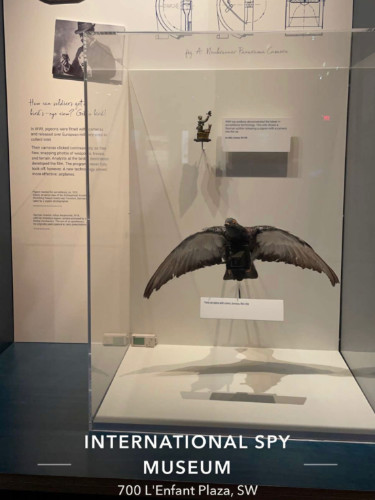 View of the Pigeon exhibit on display at the Spy Museum