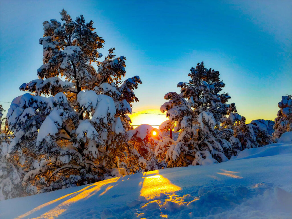 Clear blue sky over pine trees that are covered in snow