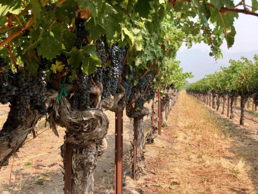 View of the Pinot Noir grapes at a vineyard on a sunny day