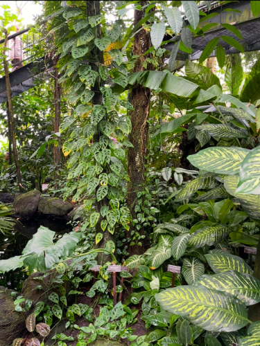 View of the variety of plants inside the greenhouse in New York Botanical Garden