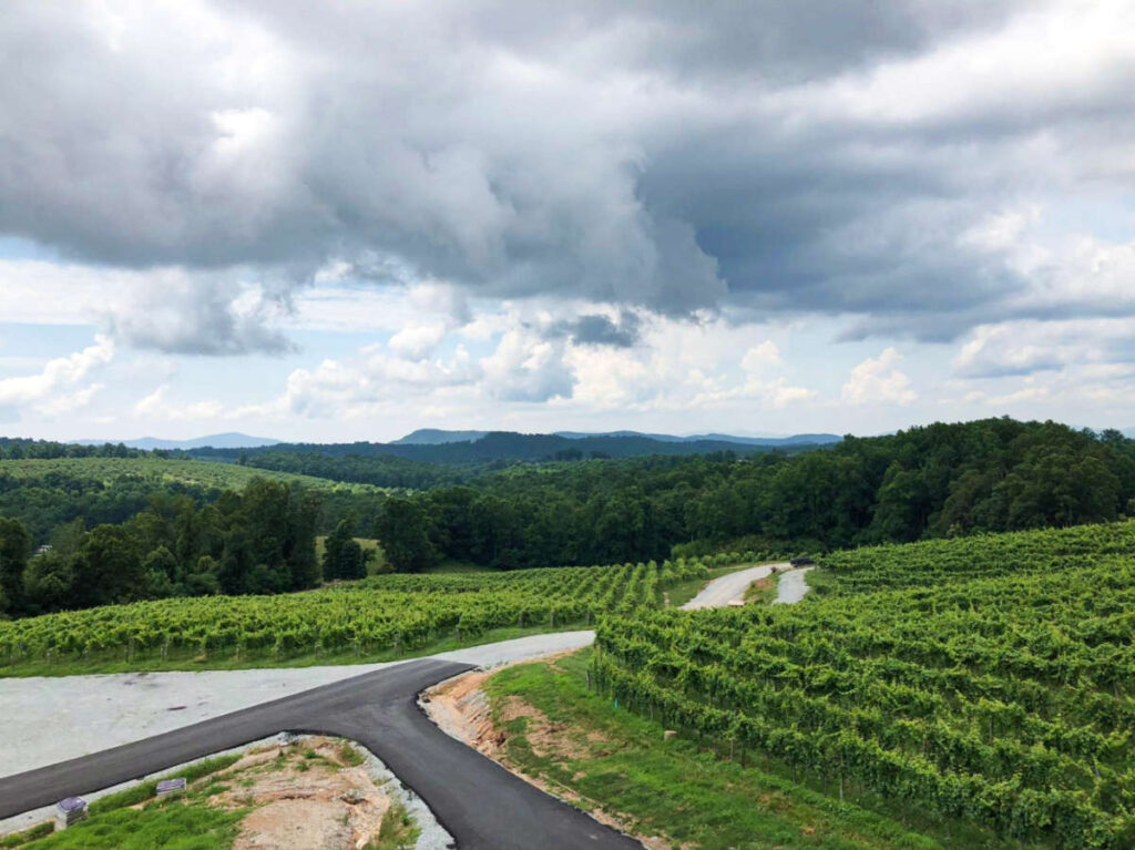 Aerial view of the vineyards at Point Lookout