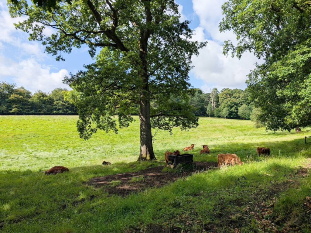 View a the Pollok Country Park during a sunny morning