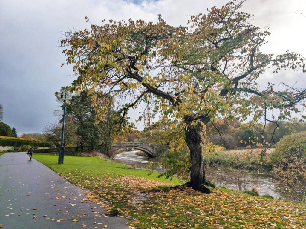 A color changing tree in Pollok Park during autumn season