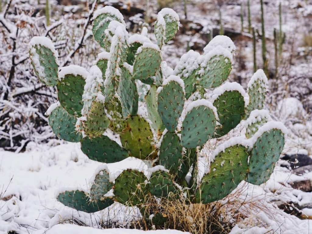 A prickly pear cactus covered with snow