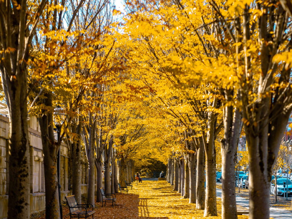 Foliage during fall season in Princeton North