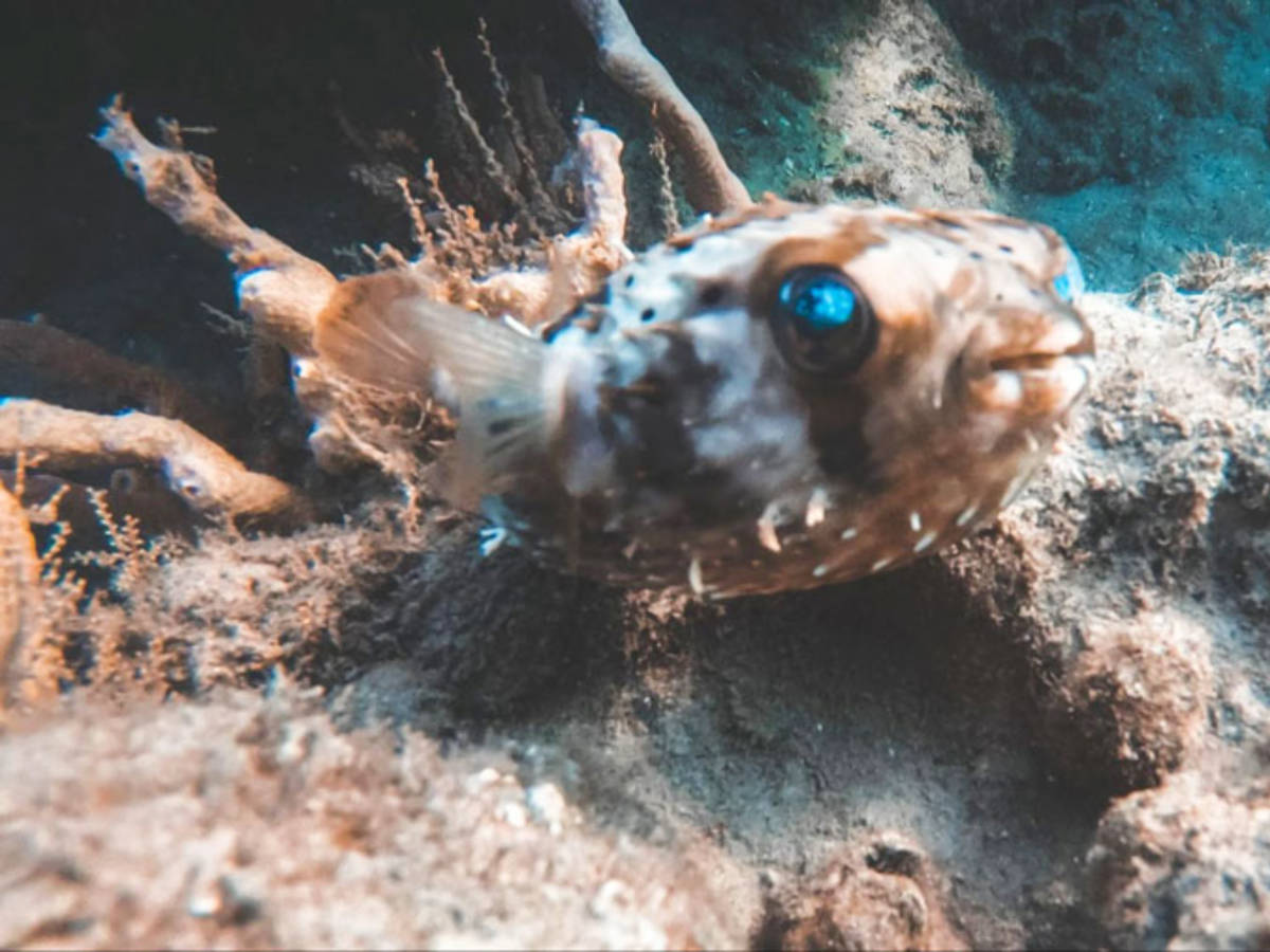 View of a Puffer fish at Blue Heron Bridge