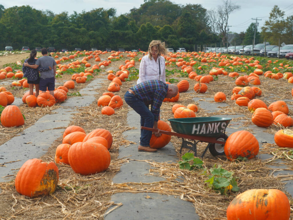 Pumpkin picking at the Hank's Pumpkintown in Water Mill