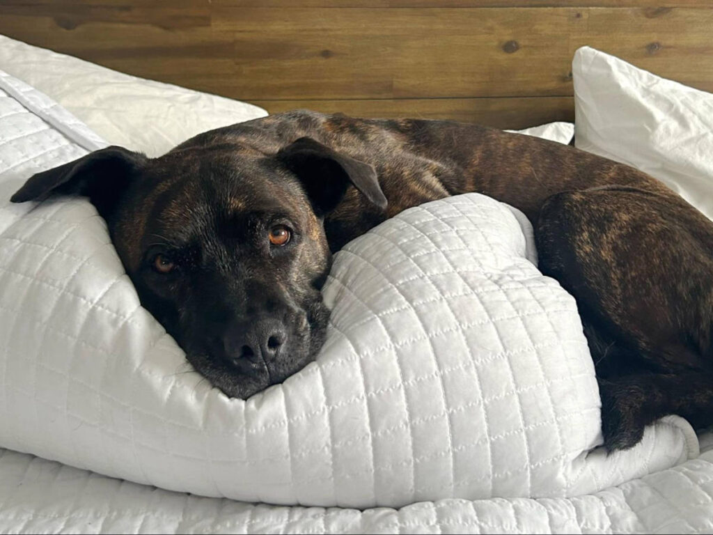 The puppy sleeping on the bed