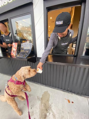 Author's dog licking the Puppachino at Better Buzz