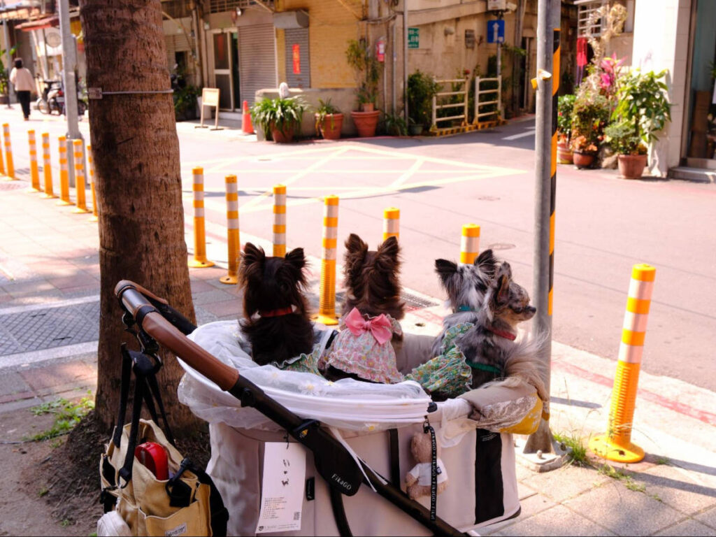 View of puppies in Taipei