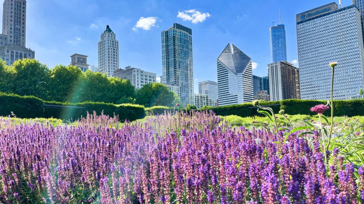 View of the beautiful purple flowers with the Chicago skyscrapers in the background