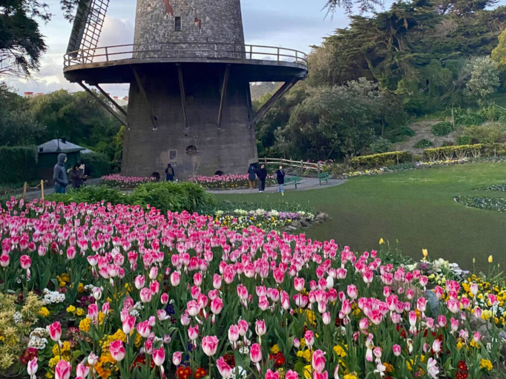 Colorful tulips at the Queen Wilhelmina Garden