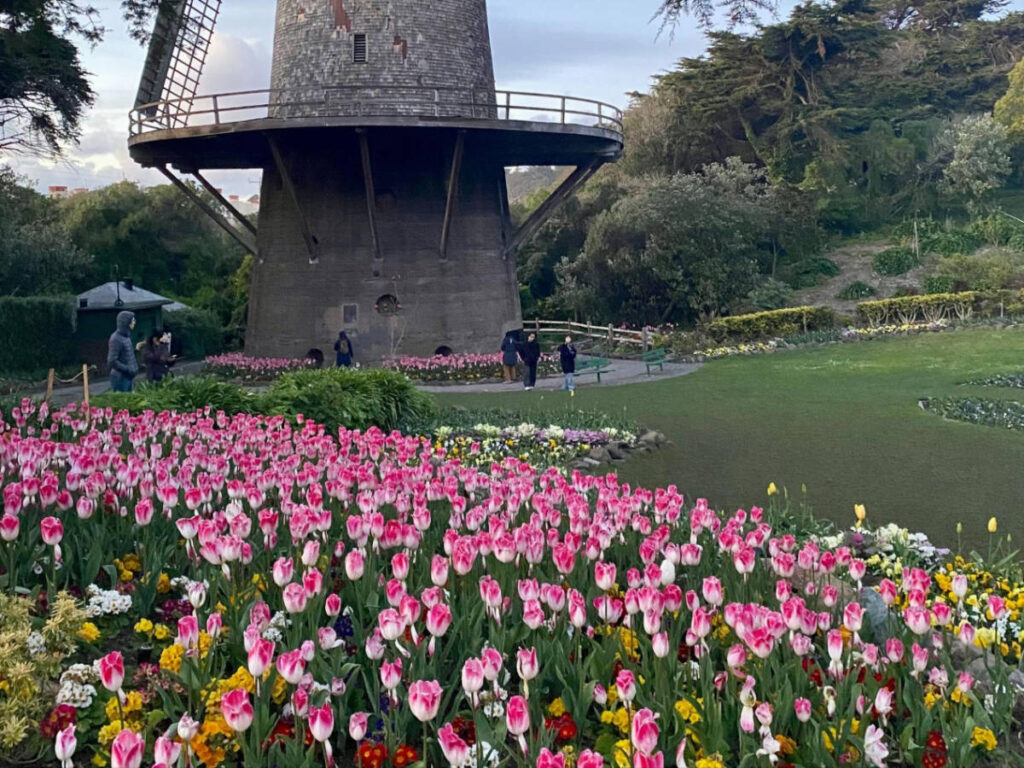 Colorful tulips in Queen Wilhelmina Tulip Gardens