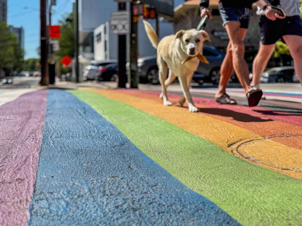Dog and its owner walking over the Rainbow Crosswalk in Midtown Atlanta