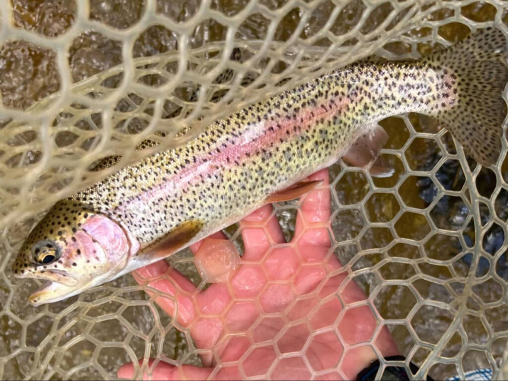 Closeup look of the freshly catched rainbow trout
